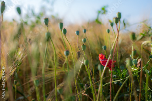 poppies in wheat