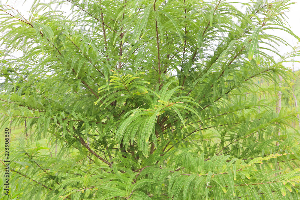 Green Tree with Lot of Tree and Branch Green Tree with Lot of Tree and Branch