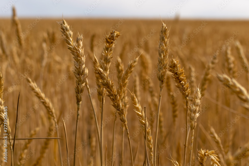 Fototapeta premium Campo cultivo trigo