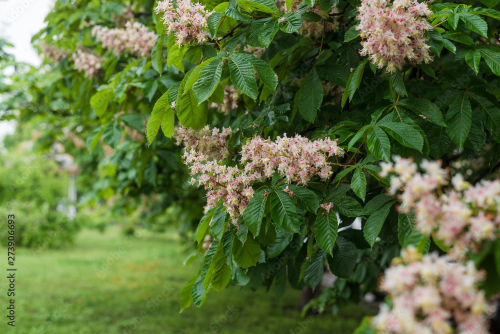 Flowering green tree chestnut after rain. Flowering green tree chestnut after rain.