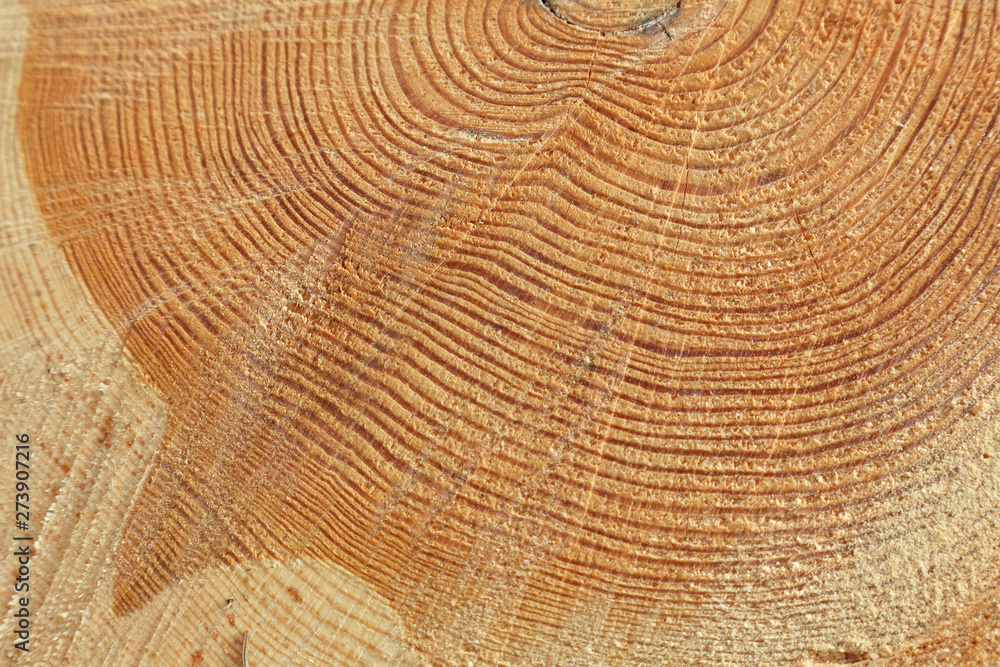 Naklejka premium Freshly cut tree trunk