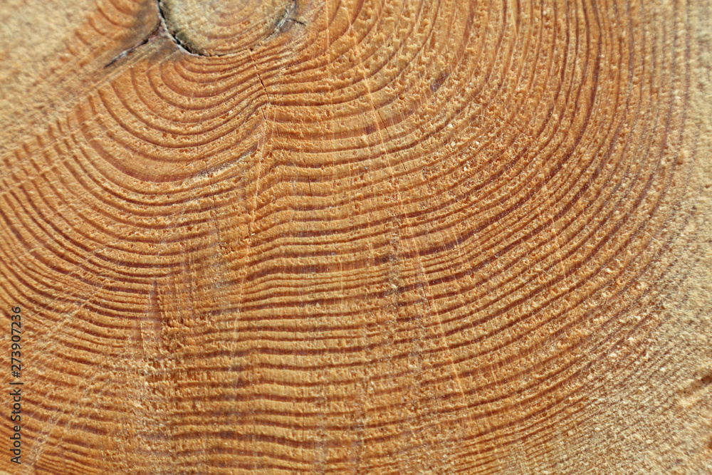 Naklejka premium Freshly cut tree trunk