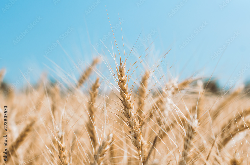 spikelets of wheat on a field on a farm against the backdrop of a clear blue sky