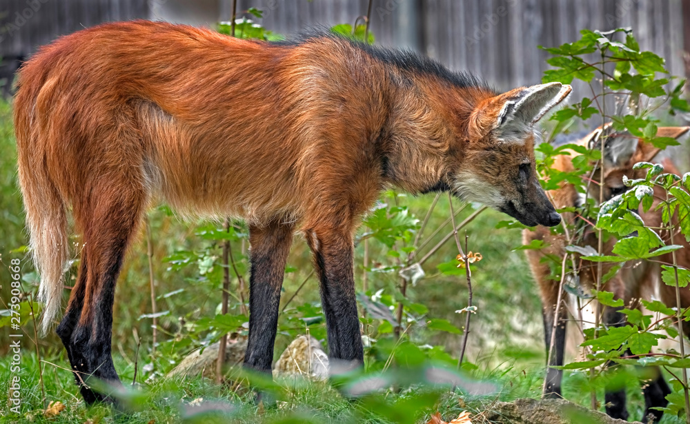 Maned wolf in its enclosure. Latin name - Chrysocyon brachyurus Stock