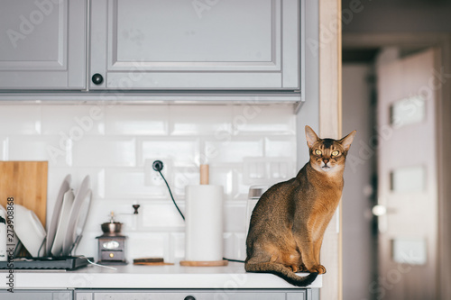 Lovely kitten at kitchen. Abyssinian cat in home interior