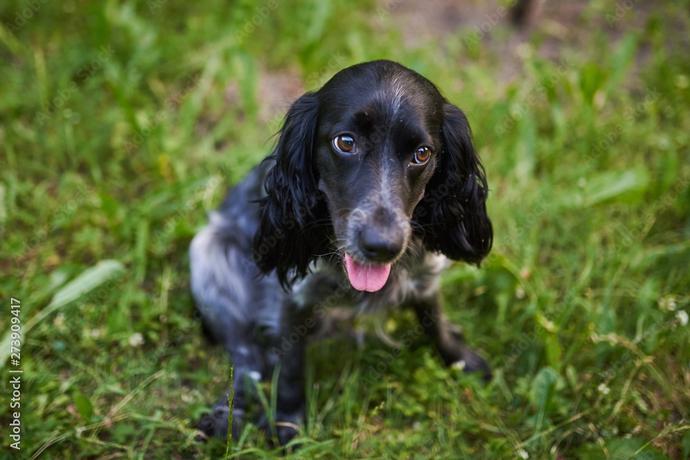 Russian hunting Spaniel black and gray sitting on the grass, sticking out his tongue