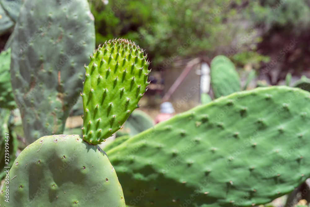 Opuntia, prickly pear, cactus family, Cactaceae Green plant cactus with spines. Indian fig opuntia, barbary fig, cactus pear, spineless cactus Opuntia, prickly pear, cactus family, Cactaceae Green plant cactus with spines. Indian fig opuntia, barbary fig, cactus pear, spineless cactus