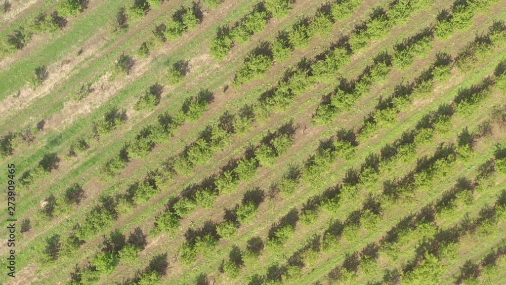Orchard with cherry trees by early spring 4K aerial footage Orchard with cherry trees by early spring 4K aerial footage