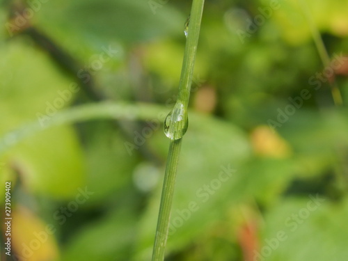 Water drops on the leaves and stems of grass and plants.