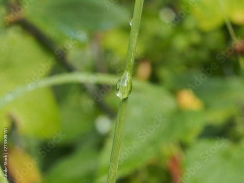 Water drops on the leaves and stems of grass and plants. © tar9