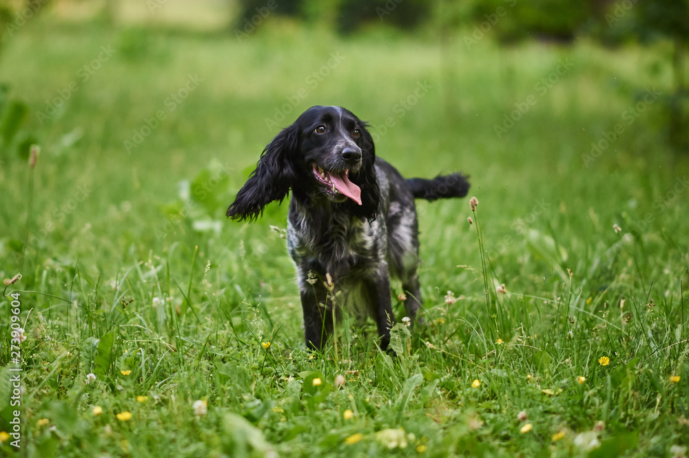 Russian hunting Spaniel sticking out his tongue is in the grass