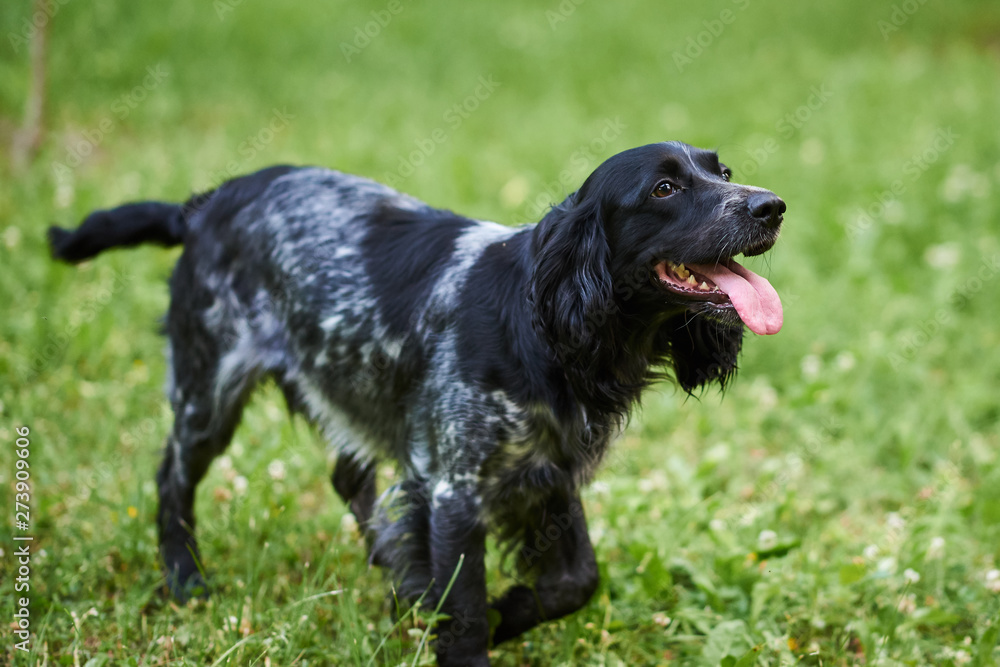 Russian hunting Spaniel black and gray, tongue sticking out, running on the grass
