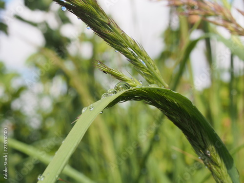 Water drops on the leaves and stems of grass and plants.