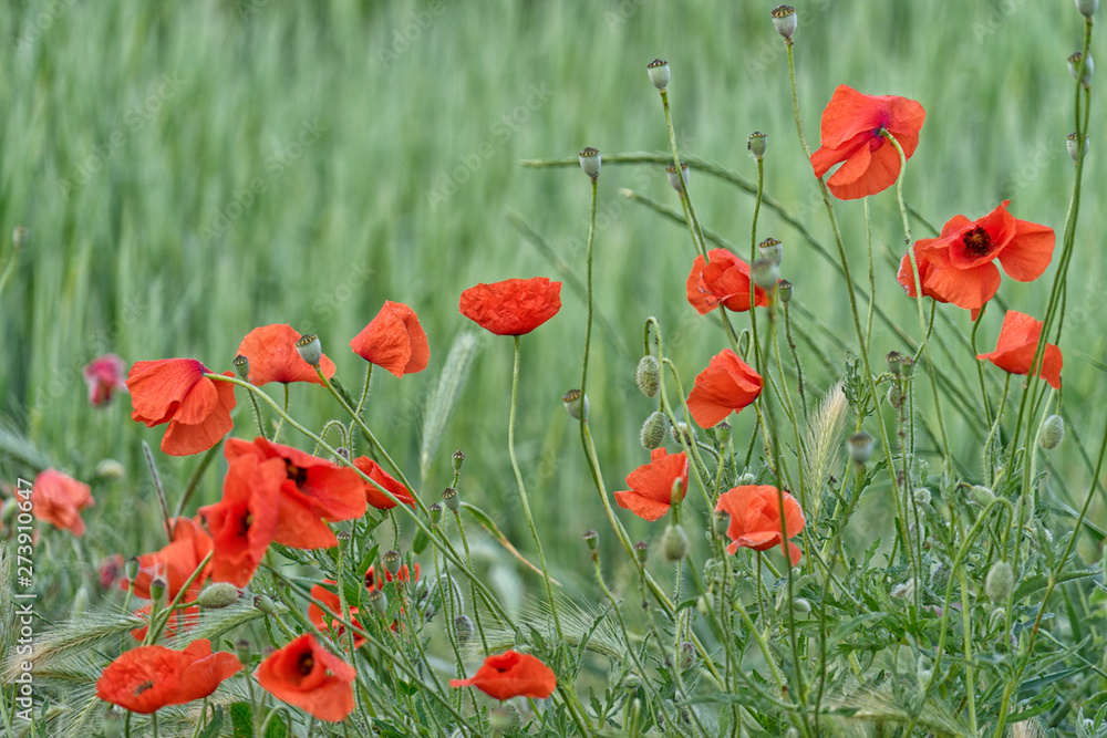 Obraz premium Blume.
