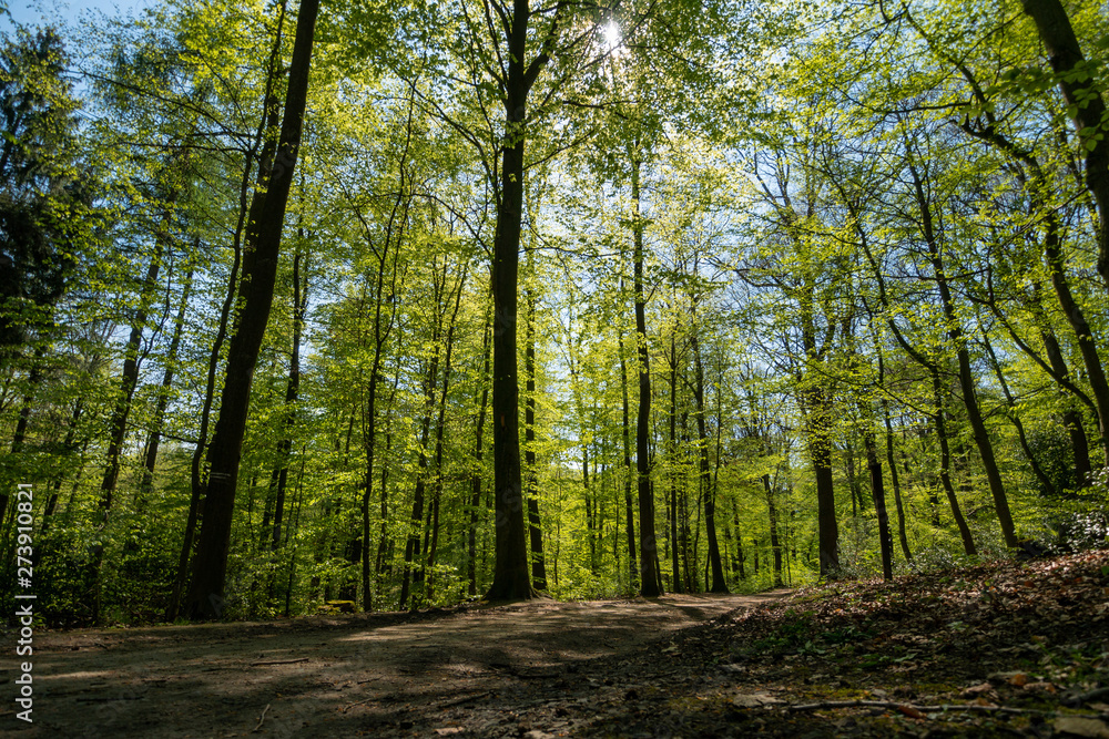 Fototapeta premium Frühlingswald