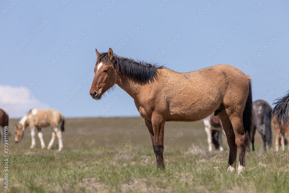 Beautiful Wild Horse in the Utah Desert Beautiful Wild Horse in the Utah Desert