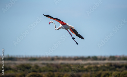 Foto Phoenicopteridae
