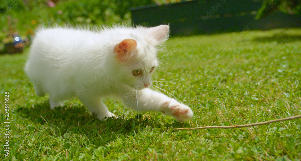 CLOSE UP, DOF: Young white cat running around the backyard and chasing a twig.