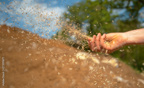 Canvas Print CLOSE UP: Small seeds come flying out of farmer's hand sowing grass on sunny day