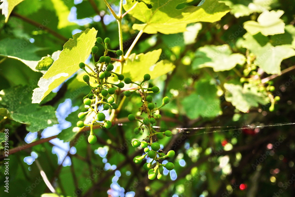 Bunches of grapes appeared on the vines. Sunlight illuminates the leaves. Details and close-up. Bunches of grapes appeared on the vines. Sunlight illuminates the leaves. Details and close-up.
