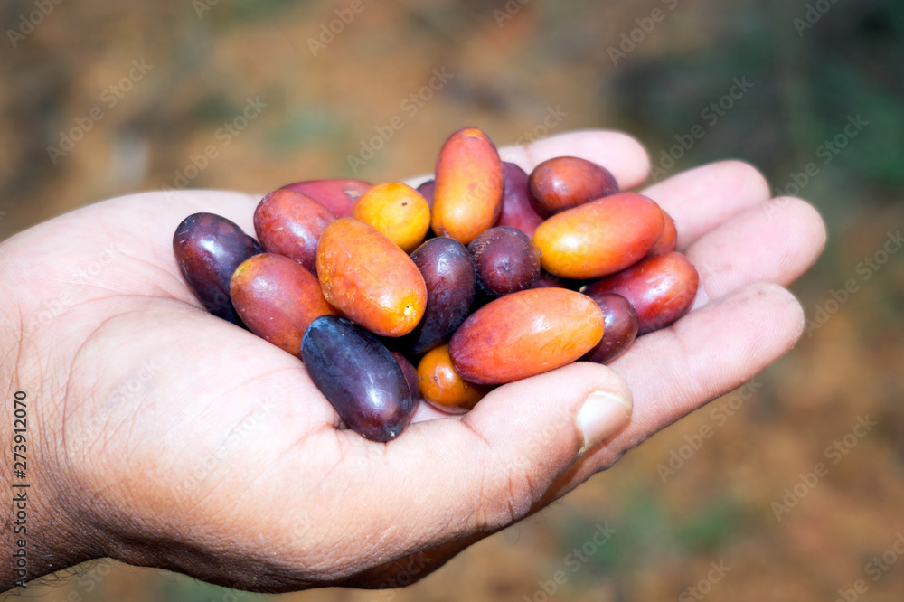 Delicious Dates on the palms of the hand Delicious Dates on the palms of the hand