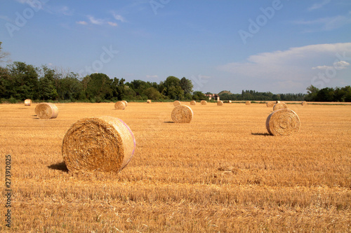 balle di fieno in un campo agricolo di frumento a cusago in italia, bales of hay in an agricultural field of wheat in cusago in italy photo