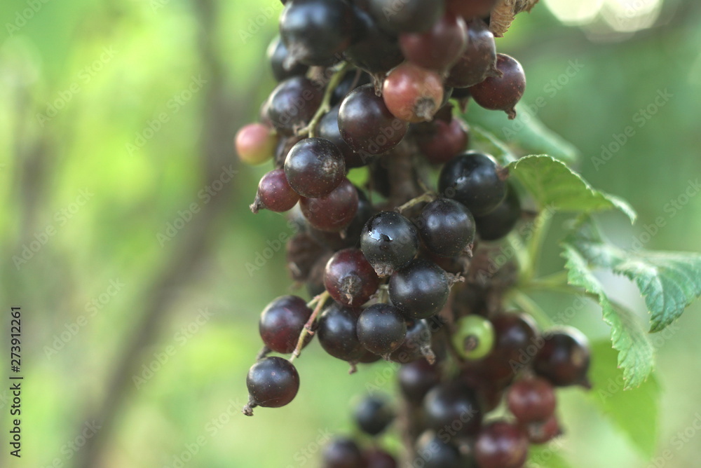 Ripe Black Currant On The Branch With Green Leaves In The Garden Ripe Black Currant On The Branch With Green Leaves In The Garden