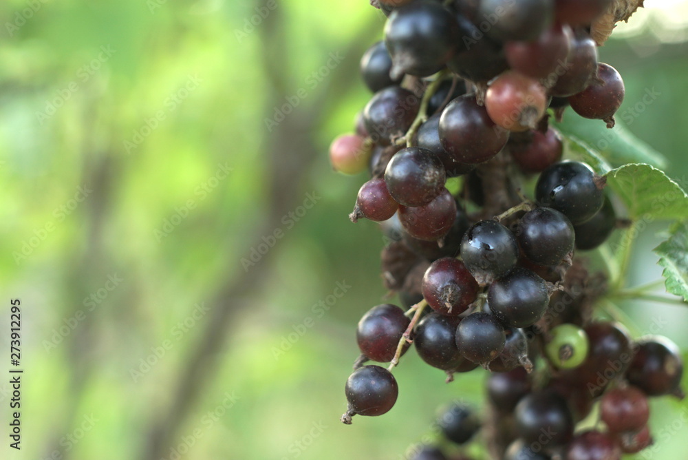 Ripe Black Currant On The Branch With Green Leaves In The Garden Ripe Black Currant On The Branch With Green Leaves In The Garden