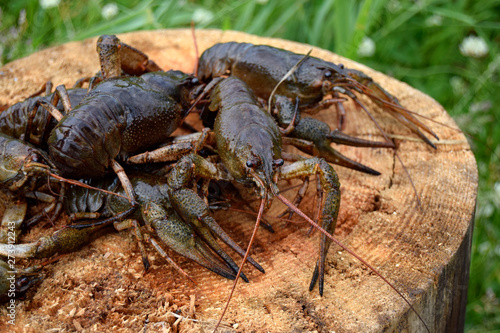 Crawfishes wet, live, are caught from water. Cancer has claws, eyes, moustaches. Close up. Crayfish are on a wooden surface.