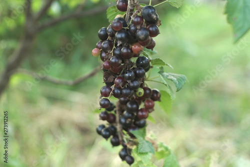 Ripe Black Currant On The Branch With Green Leaves In The Garden
