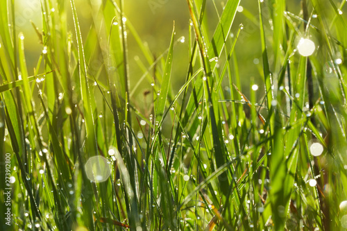 Morning grass with dew on. Sunlight bokeh as a waterdrops. Fresh nature background.