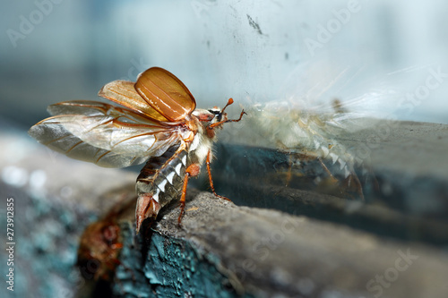 Slika na platnu Cockchafer ninght flight near the window glass.