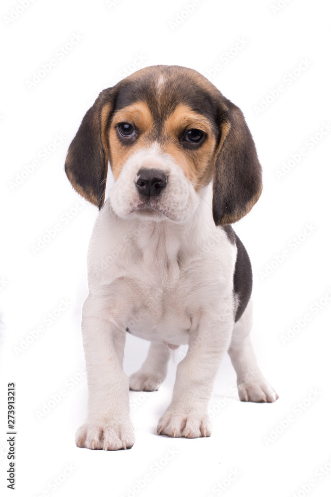 Puppy purebred beagle full body portrait isolated on white bakcground