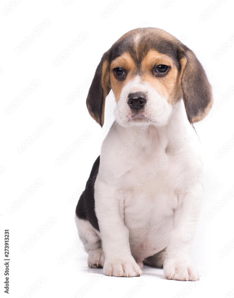 Portrait of beautiful dog puppy beagle siated on isolated white background