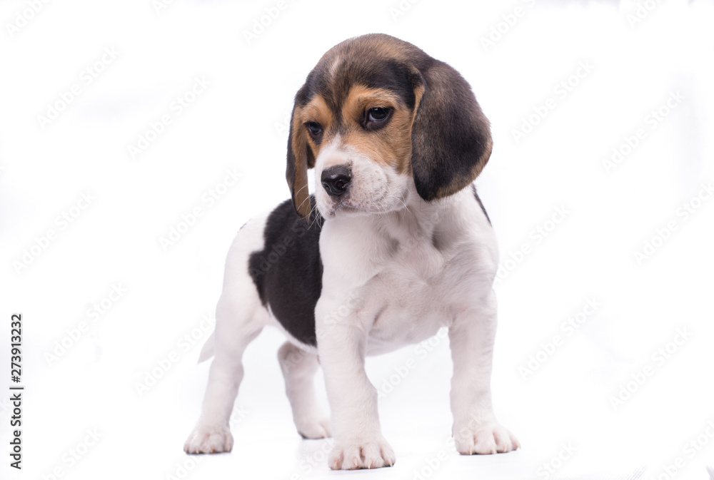 Full body portrait of beagle puppy dog isolated on white bakcground -text space around-