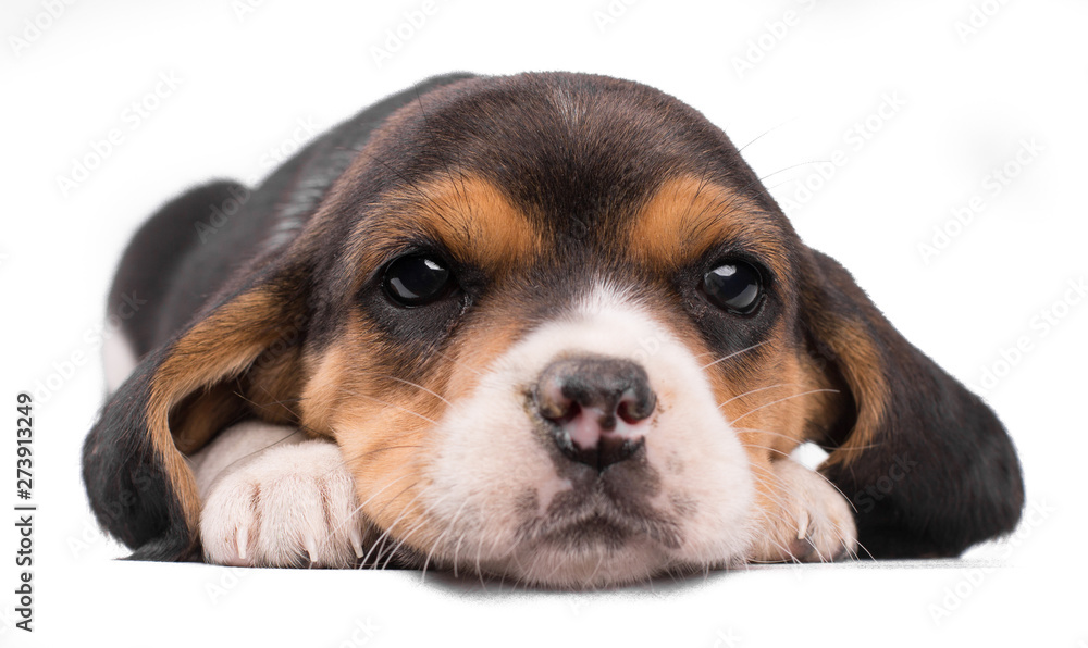 Close-up face portrait of puppy dog beautiful beagle isoalted on white background