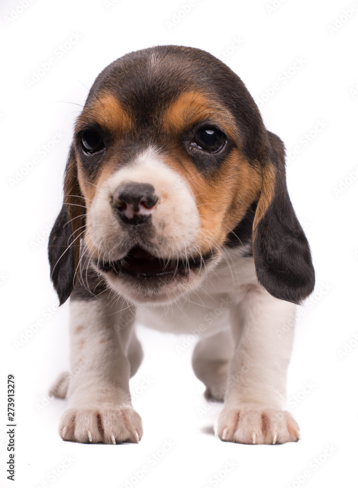 Funny photo of a dog, puppy beagle with the mouth opened eating something