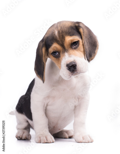 Puppy small beagle with brown eyes looking at something isolated on white bakcground © Endika