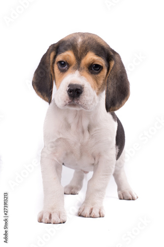 Puppy purebred beagle full body portrait isolated on white bakcground © Endika