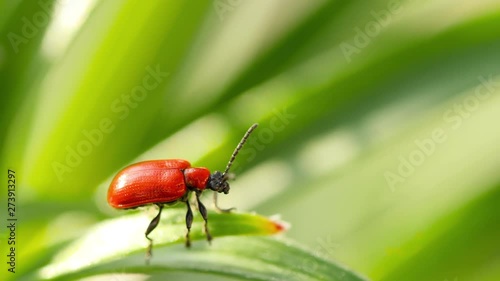 Lilioceris lilii red beetle, sits on a leaf. photo