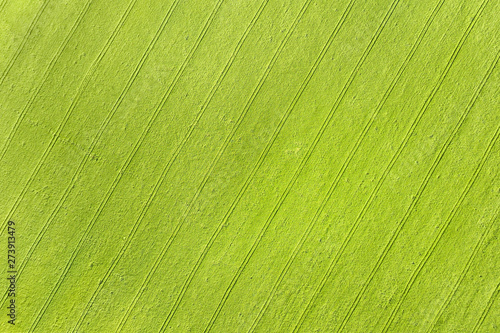 Green field aerial texture ...