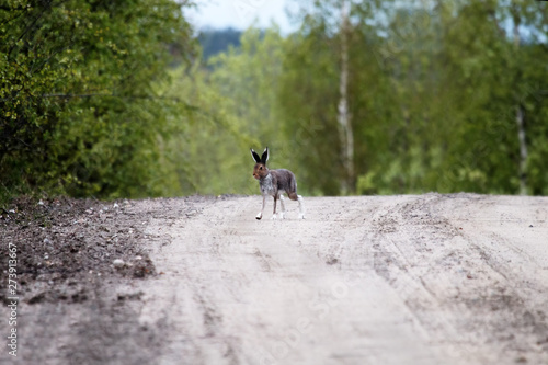 Hare on a country road in the evening hours photo
