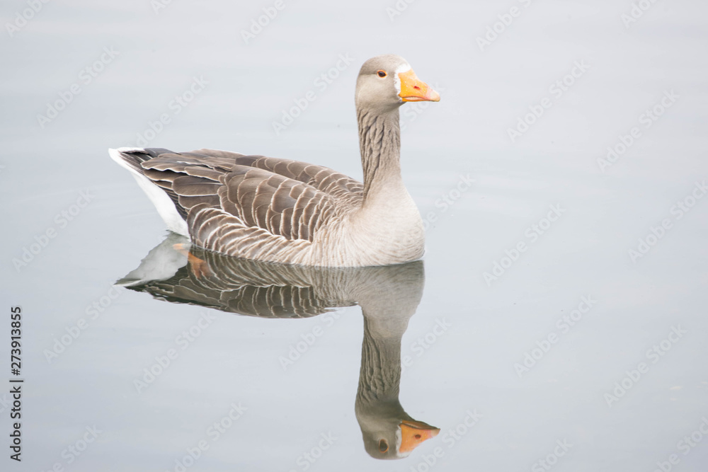 Reflection of a duck in a pond