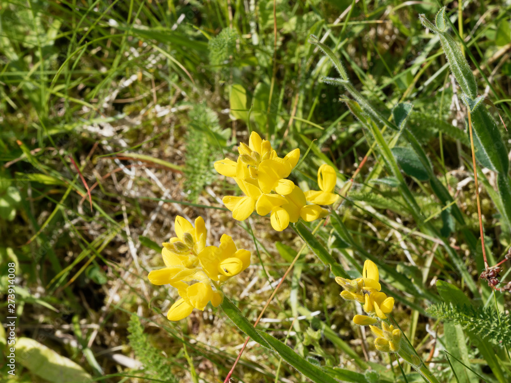 Genista sagittalis - Le genêt ailé ou genistrelle aux fleurs jaunes en grappes sur de petites tiges Genista sagittalis - Le genêt ailé ou genistrelle aux fleurs jaunes en grappes sur de petites tiges