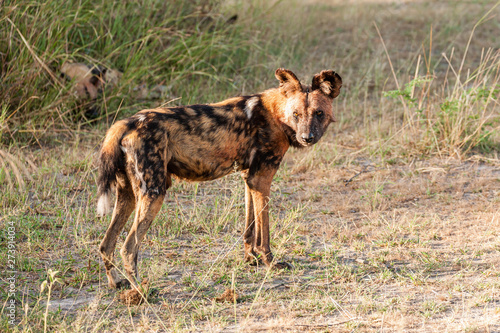 African wild dog, Lycaon pictus, walking in the water. Hunting painted dog with big ears, beautiful wild animal in habitat. Wildlife nature, Moremi, Okavanago delta, Botswana, Africa