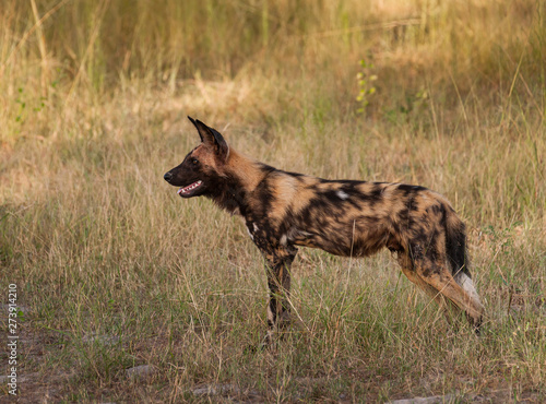 African wild dog, Lycaon pictus, walking in the water. Hunting painted dog with big ears, beautiful wild animal in habitat. Wildlife nature, Moremi, Okavanago delta, Botswana, Africa