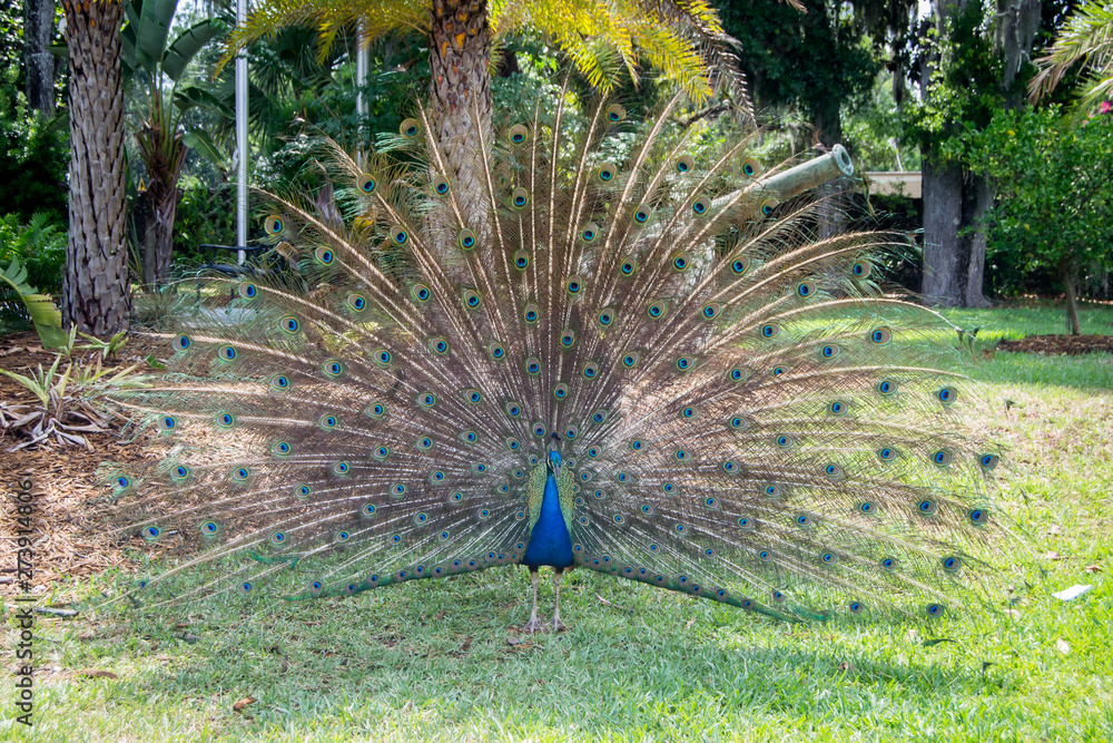 Obraz premium Mail peacock spreading tail feathers