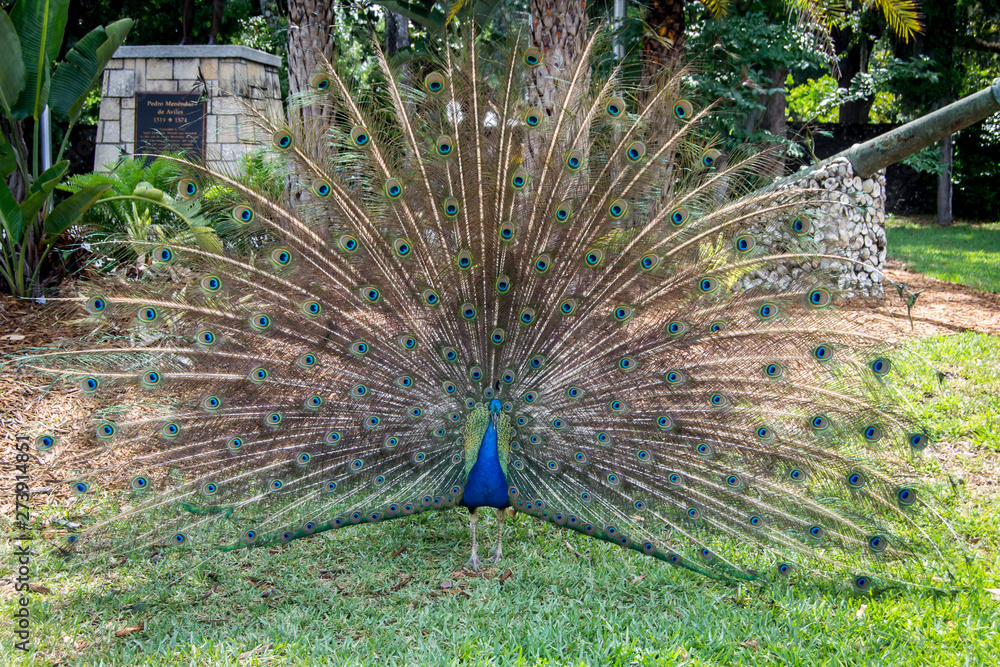 Obraz premium Mail peacock spreading tail feathers