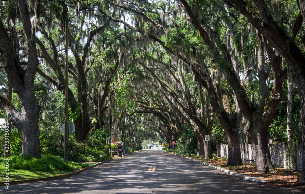 Fototapeta premium Canopied streets with spanish moss