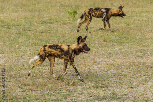 African wild dog, Lycaon pictus, walking in the water. Hunting painted dog with big ears, beautiful wild animal in habitat. Wildlife nature, Moremi, Okavanago delta, Botswana, Africa